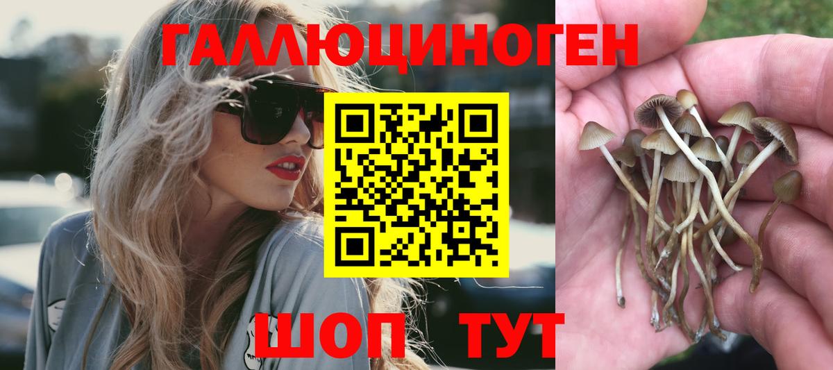 купить наркоту  Вход с VPN  Волгоград  Псилоцибиновые грибы Psilocybine cubensis 
